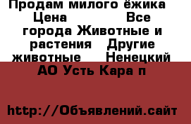 Продам милого ёжика › Цена ­ 10 000 - Все города Животные и растения » Другие животные   . Ненецкий АО,Усть-Кара п.